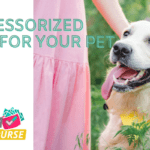 Fun Pet Accessories for the Summer