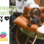 Pet Travel Seasons Are Underway with Funny Fuzzy! Pick Up the Best Dog Car Seat Beds