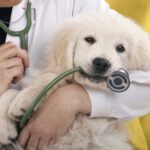 Is Your Pet in Trouble? Common Emergencies and How to Handle Them