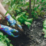 Discover the Healing Power of Gardening