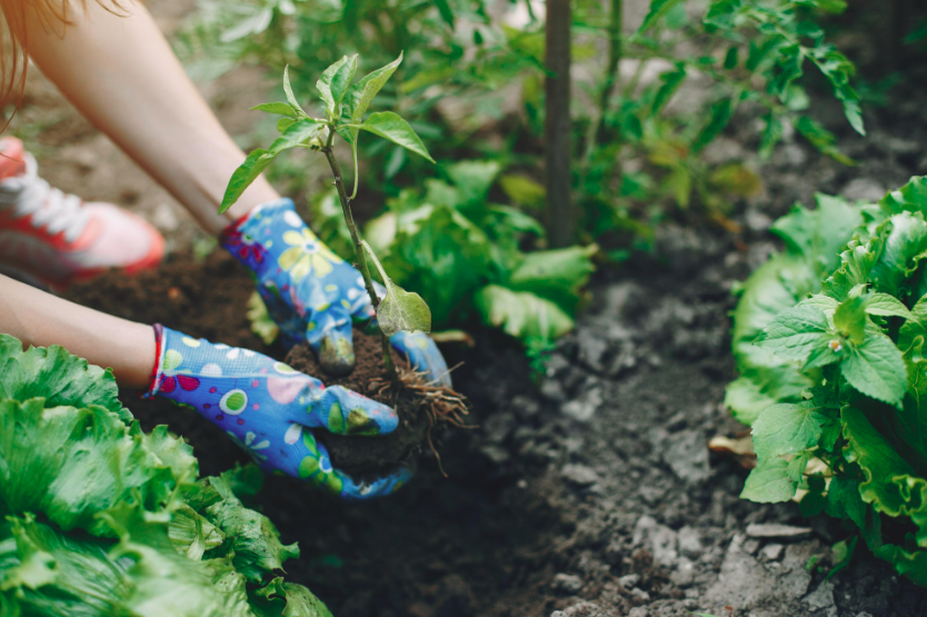 Discover the Healing Power of Gardening