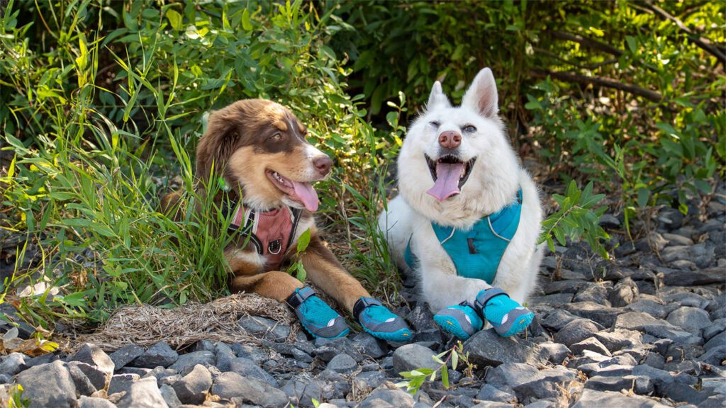 The Best Outdoor Foot Covers for Your Pets