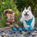 The Best Outdoor Foot Covers for Your Pets