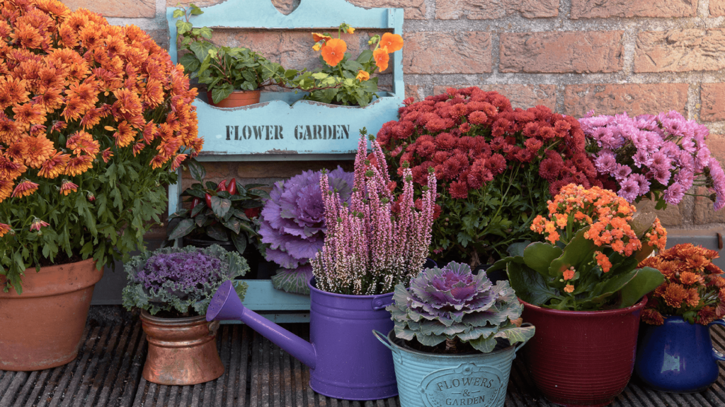 Brighten Your Autumn with Fall Garden Blooms