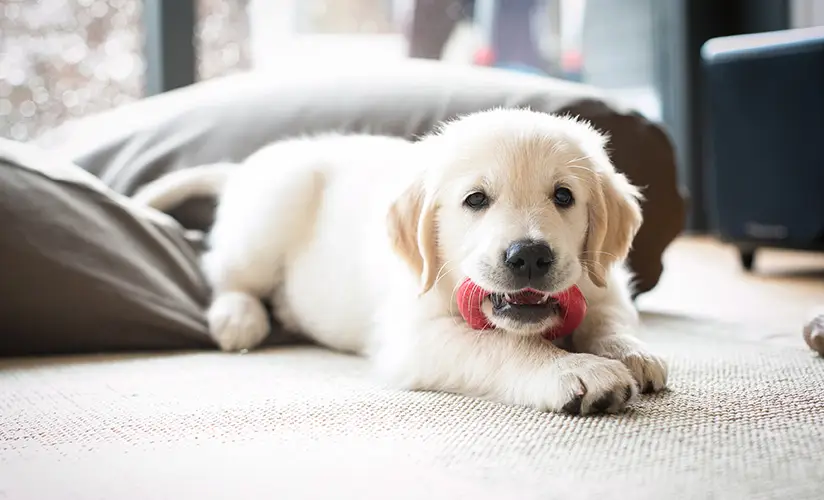 Play-with-puppy-inside - Your Savvy Purse