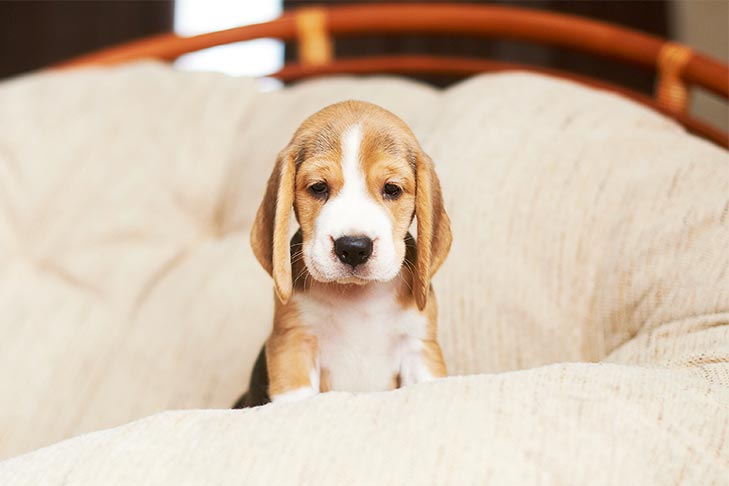 Welcoming Your New Puppy Home? Here’s Everything You Need!