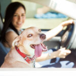 The Ultimate Guide to Pet Accessories for Long Car Rides