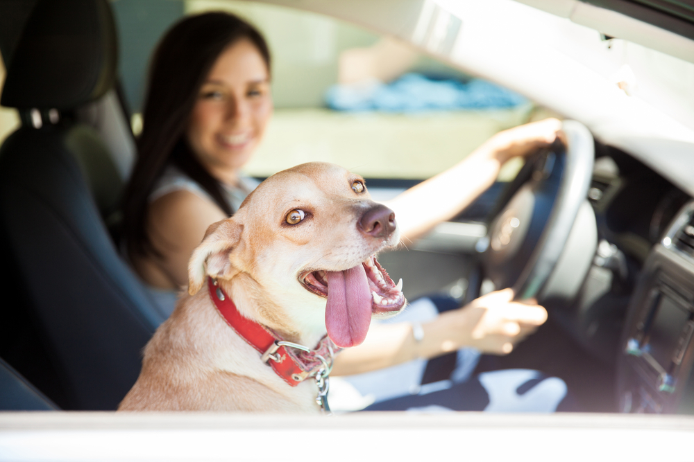 The Ultimate Guide to Pet Accessories for Long Car Rides