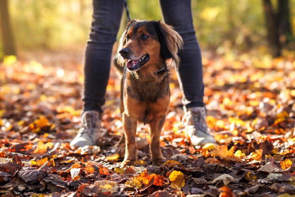 Autumn Pet Essentials and Care Tips for a Cozy Season