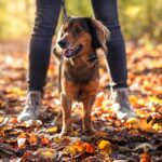 Autumn Pet Essentials and Care Tips for a Cozy Season