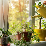 8 Common Houseplant Mistakes and How to Fix Them