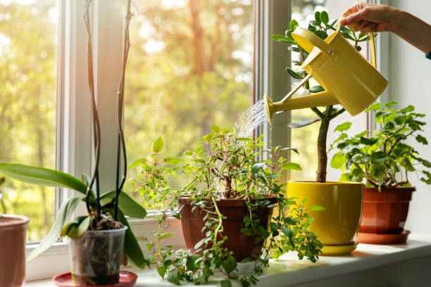 8 Common Houseplant Mistakes and How to Fix Them