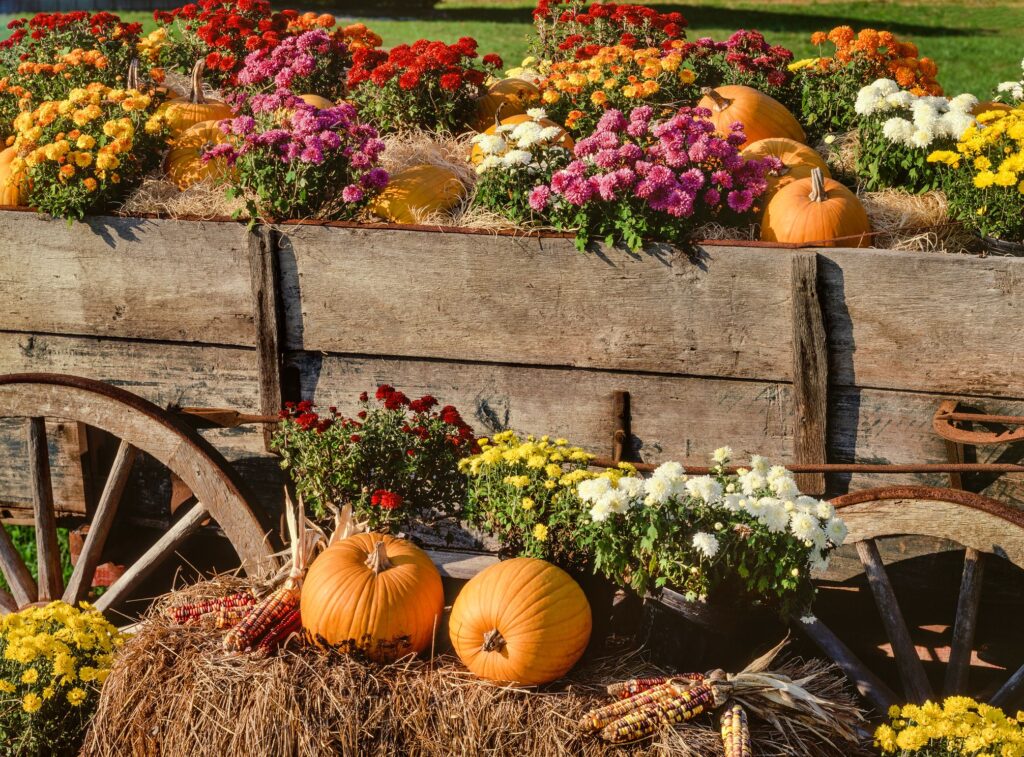 25 Pretty Fall Flower Ideas to Brighten Your Autumn