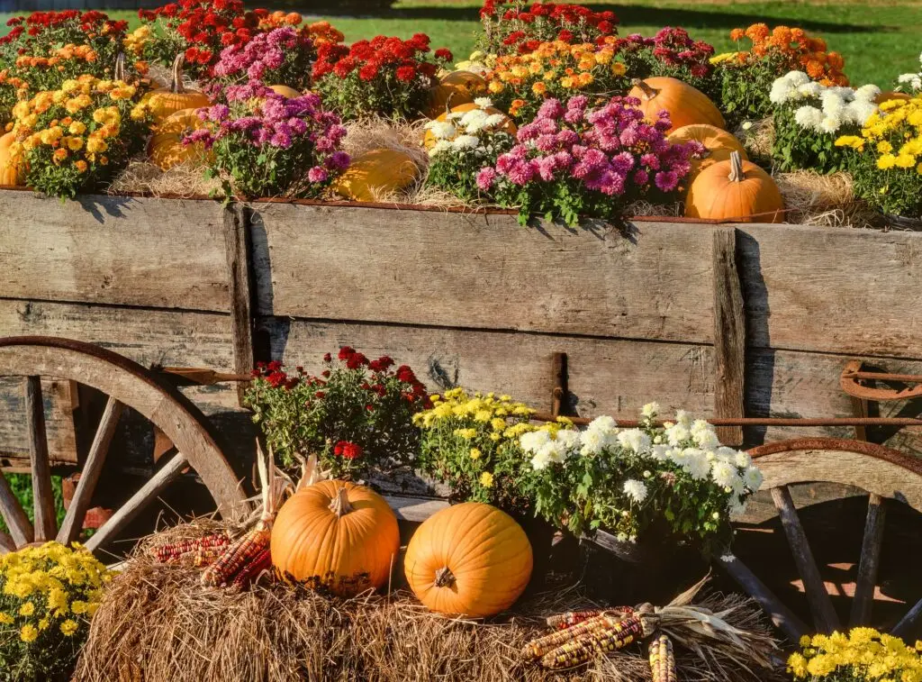 25 Pretty Fall Flower Ideas to Brighten Your Autumn