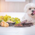 15 Foods That Are Surprisingly Toxic to Dogs