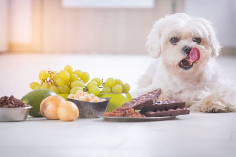 15 Foods That Are Surprisingly Toxic to Dogs