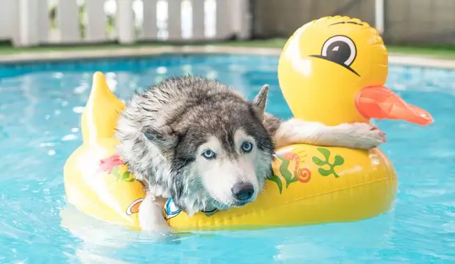 Why We Call It the Dog Days of Summer