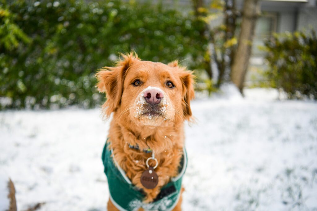 Keeping Pets Warm This Winter Without Overspending