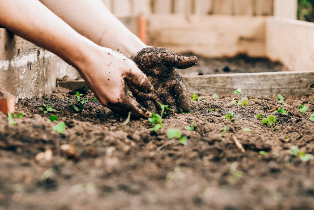 Gardening on a Budget: How to Grow More While Spending Less