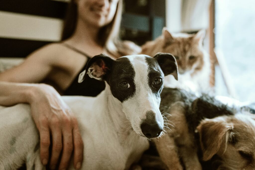 How to Save Money on Pet Care Without Sacrificing Your Pet&rsquo;s Health