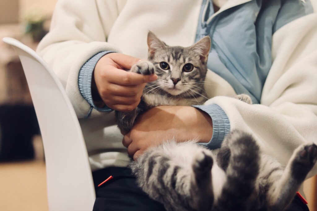 Pet Insurance: Is It Worth It? The Savvy Cost-Benefit Analysis