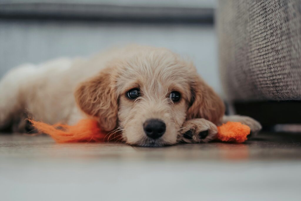 From Chaos to Companion: How to Level Up Your Puppy Before Adulthood