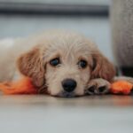 From Chaos to Companion: How to Level Up Your Puppy Before Adulthood