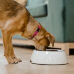 The Sunday Night Reset: Pet Edition – The 15-Minute Routine for a Fresh House and a Happy Companion
