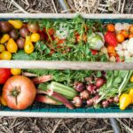 The Grocery-Defeating Garden: Easy Vegetables for Your First High-Yield Backyard Plot