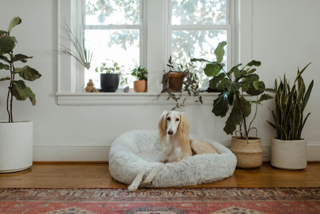 The Dog-Safe Houseplants That Let You Have Both Greenery and a Dog