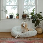 The Dog-Safe Houseplants That Let You Have Both Greenery and a Dog