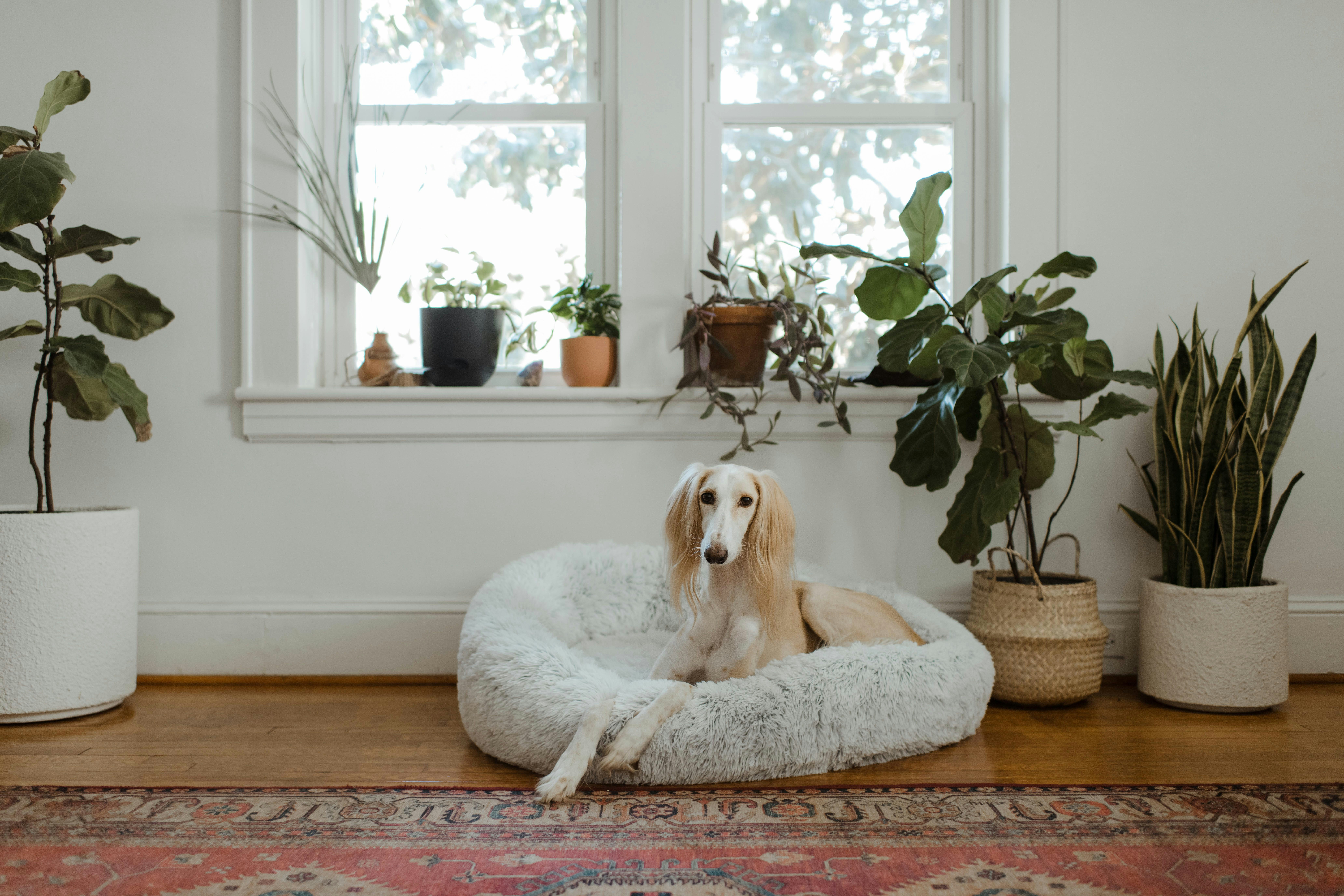 The Dog-Safe Houseplants That Let You Have Both Greenery and a Dog