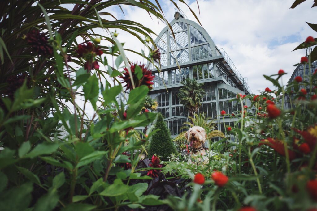 The Canine Sanctuary: Transform Your Backyard With 13 Sensory Garden Ideas Every Dog Owner Needs