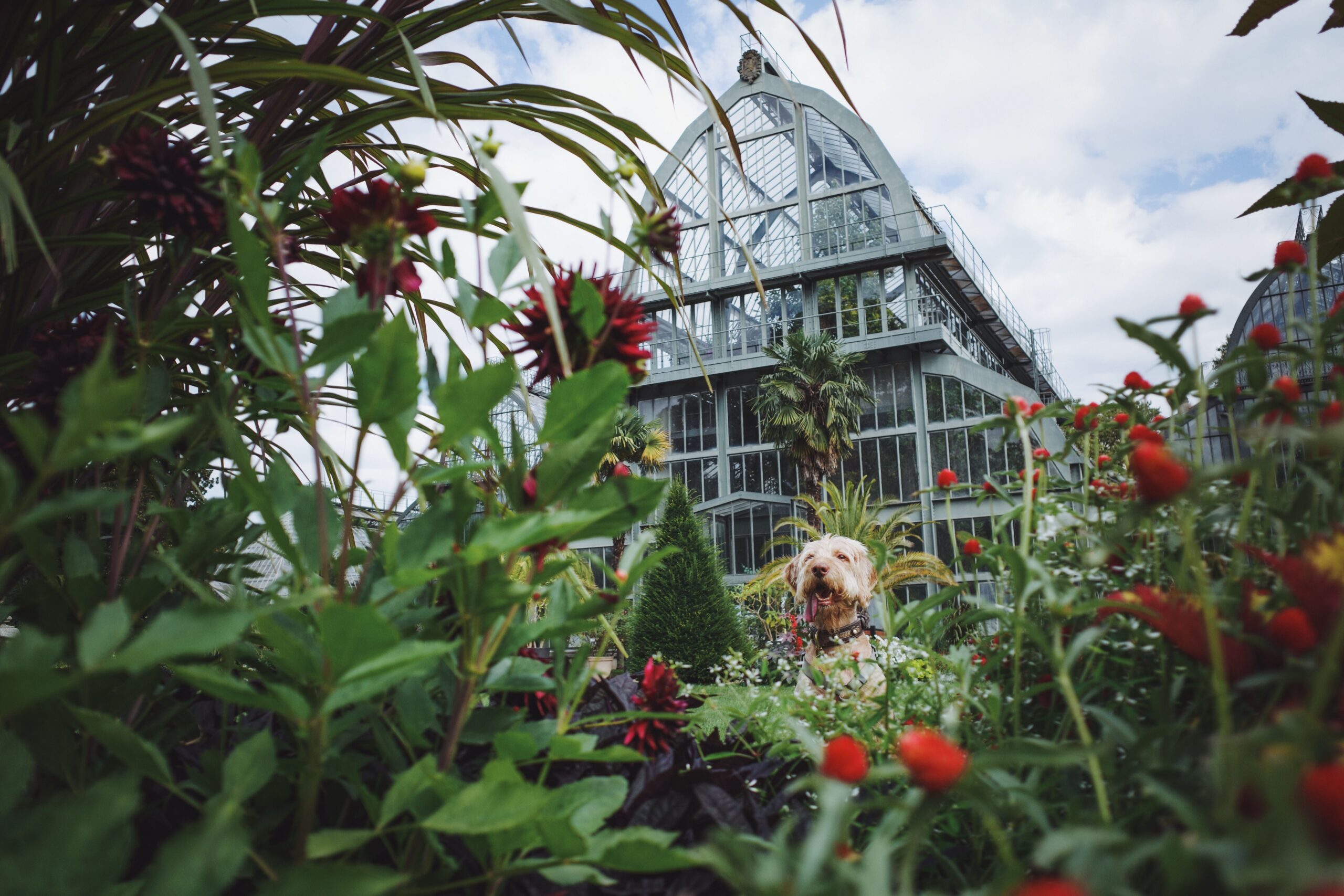 The Canine Sanctuary: Transform Your Backyard With 13 Sensory Garden Ideas Every Dog Owner Needs