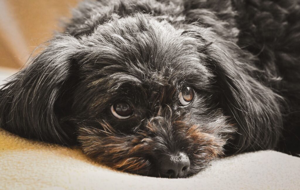 Pet Owners Are Quietly Stacking This $67 Perk On Top Of Their Insurance