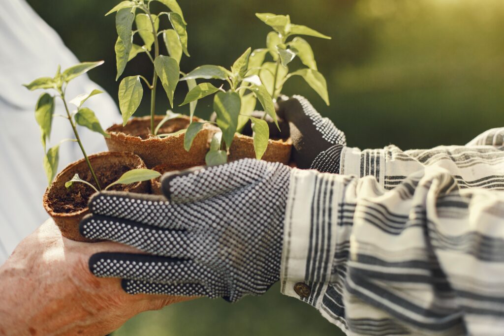 Budget Gardening Tips That Actually Work for Beginners