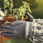Budget Gardening Tips That Actually Work for Beginners