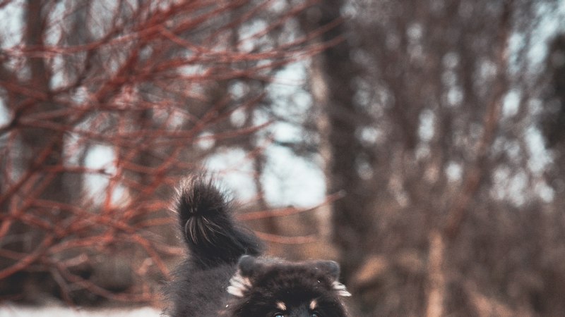 A dog running with a ball in its mouth