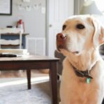 A dog sitting on a chair indoors