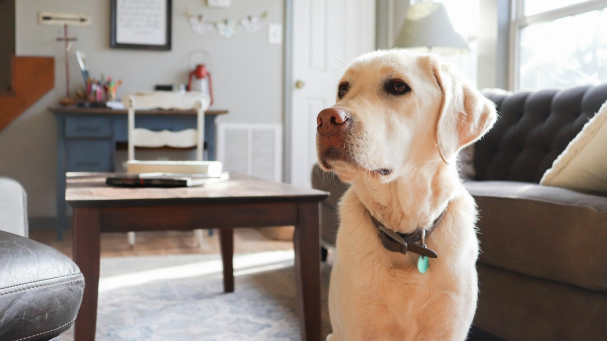 A dog sitting on a chair indoors