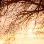 Woman holding a white dog on a dirt road at sunset