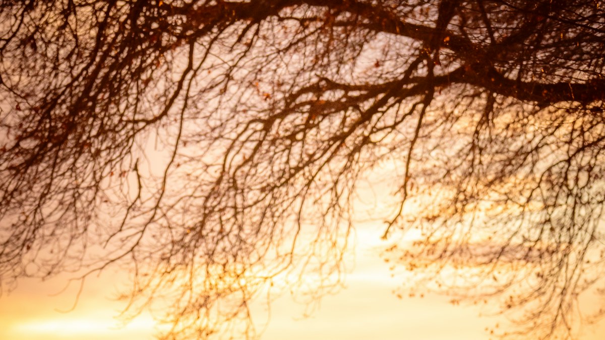 Woman holding a white dog on a dirt road at sunset
